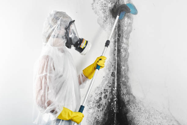 Best Forensic Mold Investigation  in Mount Repose, OH